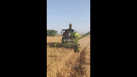 wheat harvesting