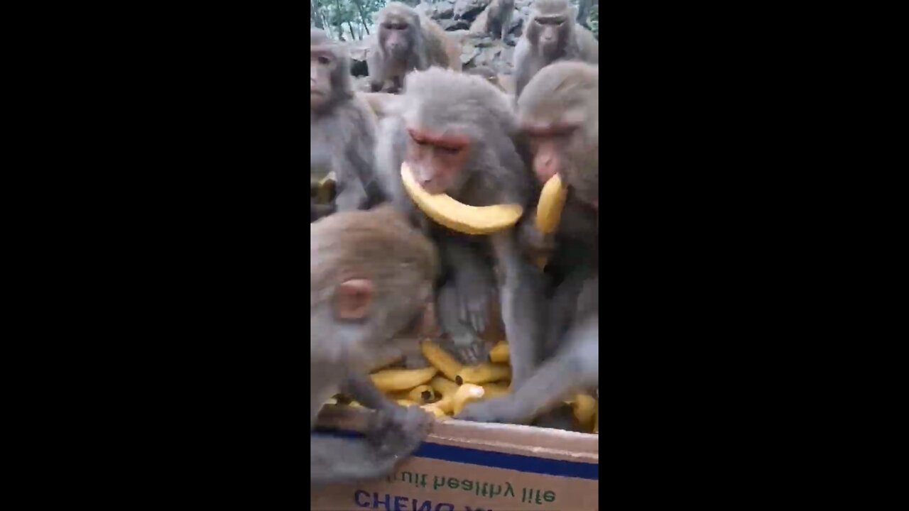 Monkeys enjoying food/ Monkeys eating banana.