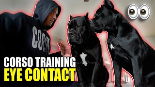 Get EYE CONTACT From Your Cane Corso WORKS EVERYTIME!