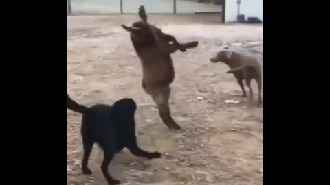 Animals funny video