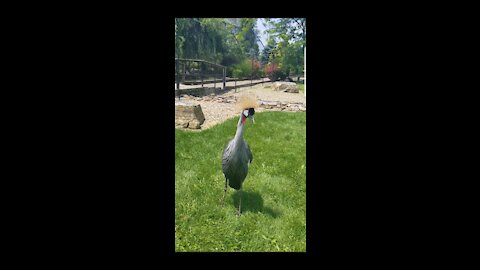 East African Crowned Crane