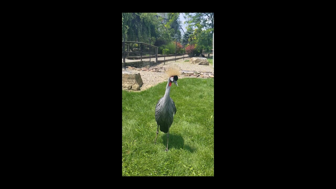 East African Crowned Crane