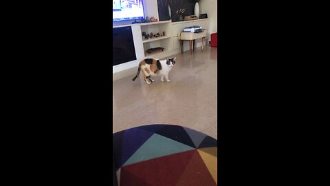 My old and sweet cat