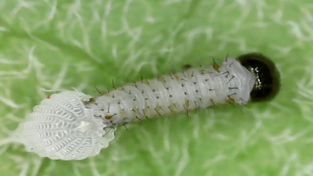 Monarch Butterfly Caterpillar Hatching - Digital Microscope