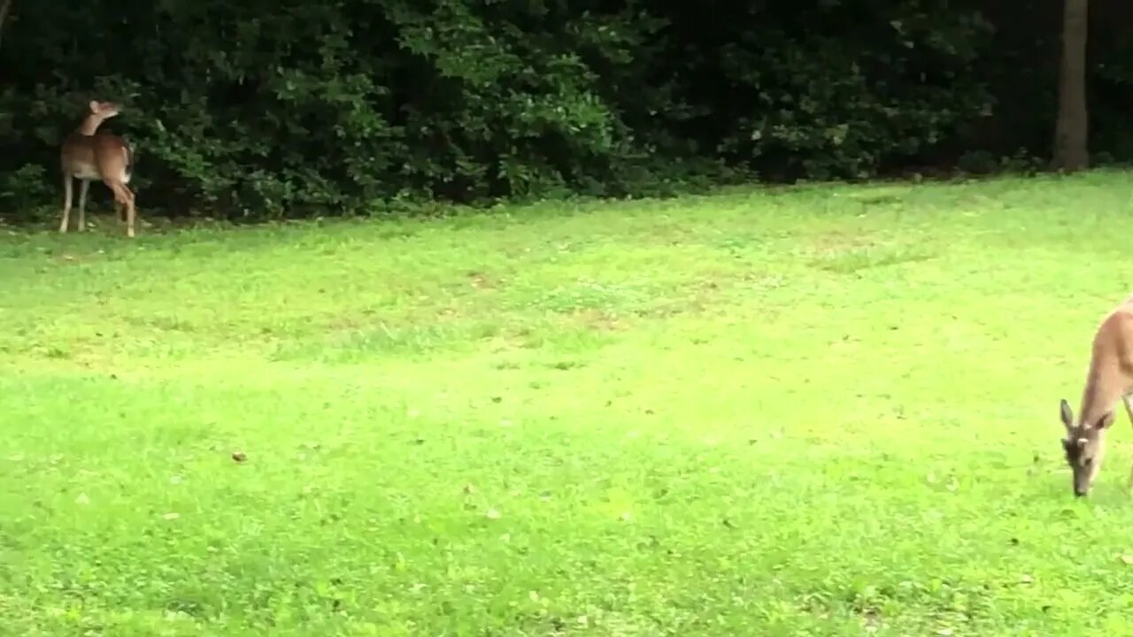 For only the 2nd time in 26 years...in our backyard...deer! And four nonetheless! (#1 of 2)