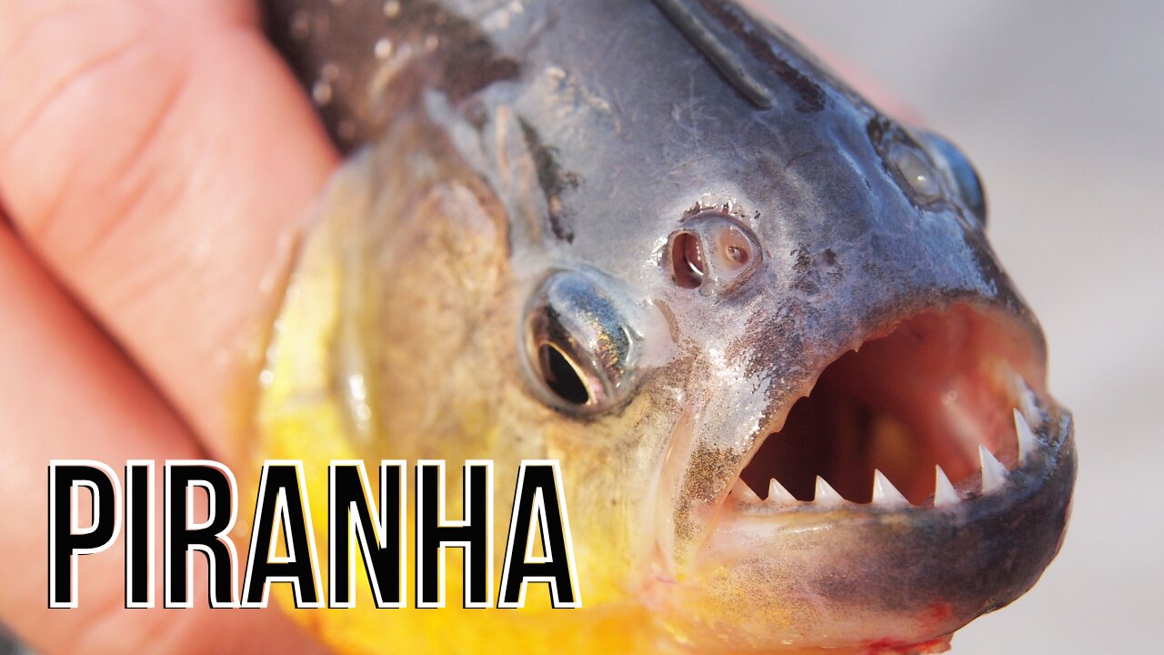 Piranha Facts and Myths Unveiled