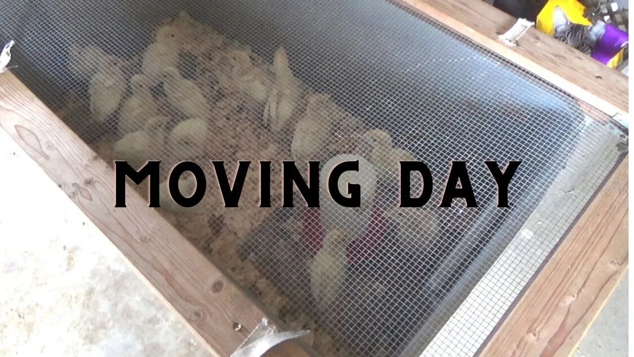 Moving Day: At Least for the Birds