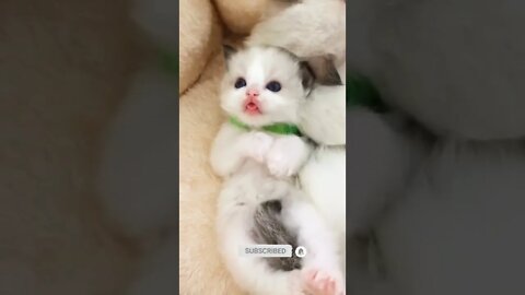 funny cat videos | cute cat videos| cute animals funny cats #shorts #shortsfunny #cutecat #funnycat