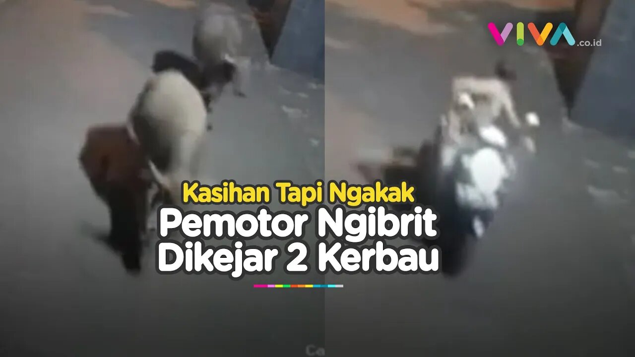 VIDEO 2 Kerbau Lepas Ngotot Seruduk Pengendara Motor