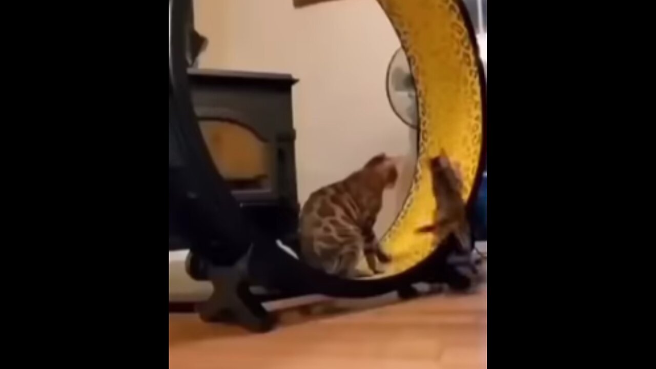 cute cat funny video