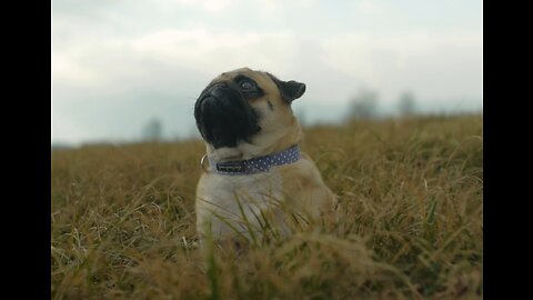 Little Doggy looking up, whatching the Clouds go past *-*