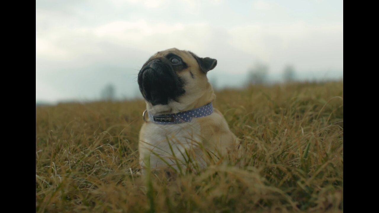 Little Doggy looking up, whatching the Clouds go past *-*