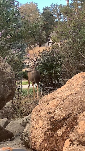 Mule deer lays down for a nap