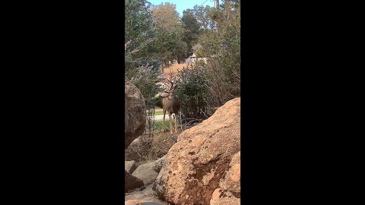 Mule deer lays down for a nap