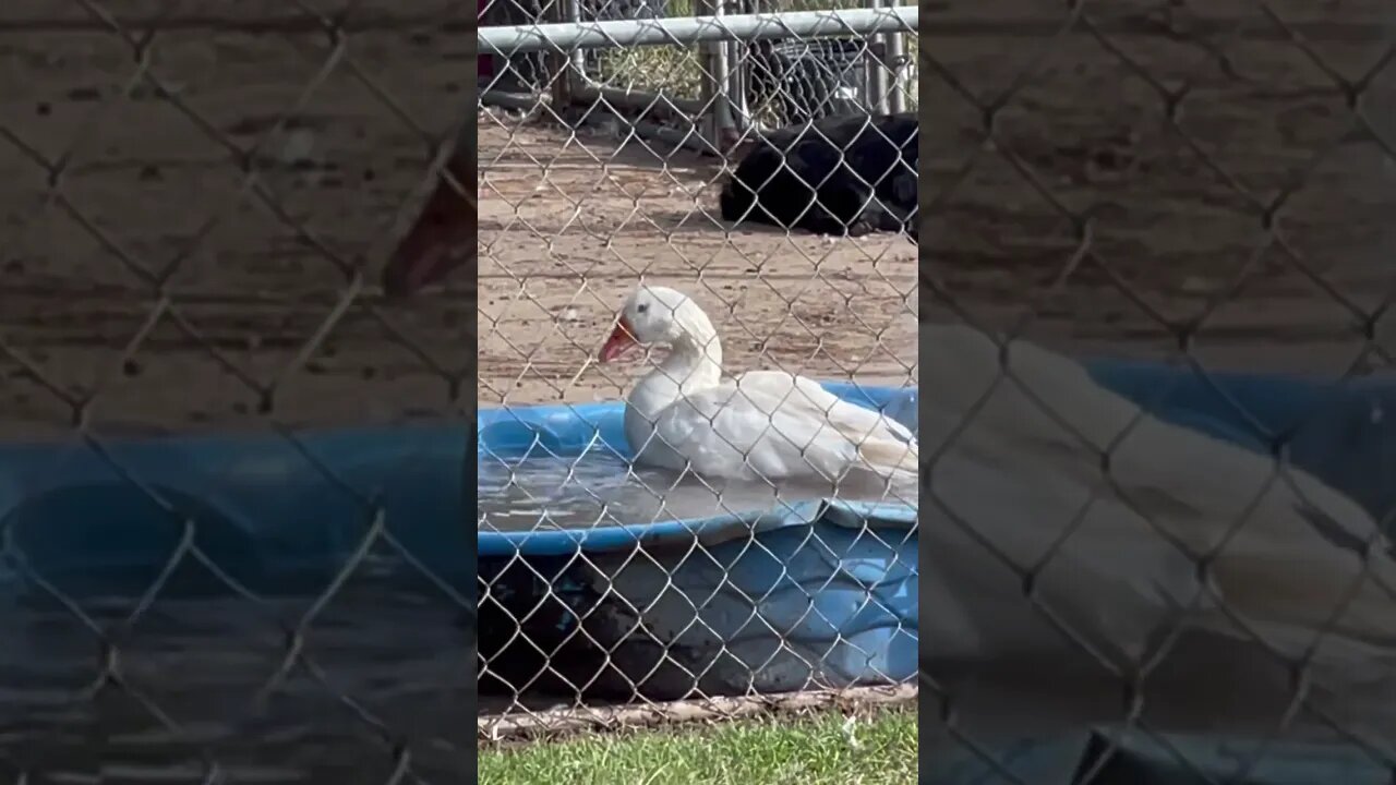 Goose shower!!! #blessed #familyfarmlife