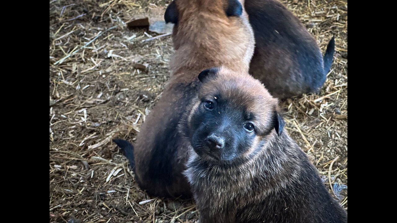 Shepinois Puppies