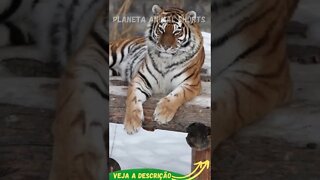 TIGRE NO DESCANSO #shorts #planetaanimalshorts #animals