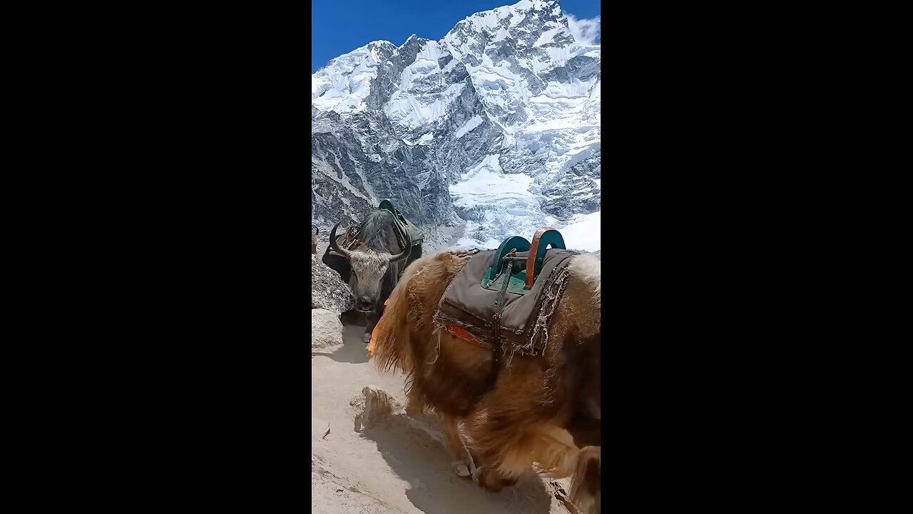 Himalaya Yak