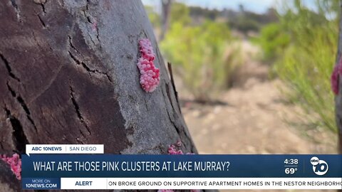 What are those pink clusters at Lake Murray?