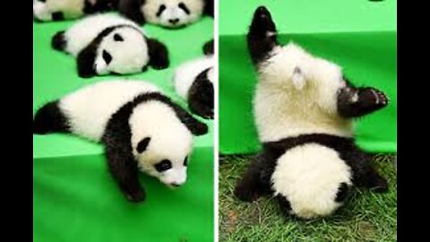 AWW SO CUTE!!! BABY PANDAS Playing With Zookeeper | Funny baby pandas | Baby panda falling