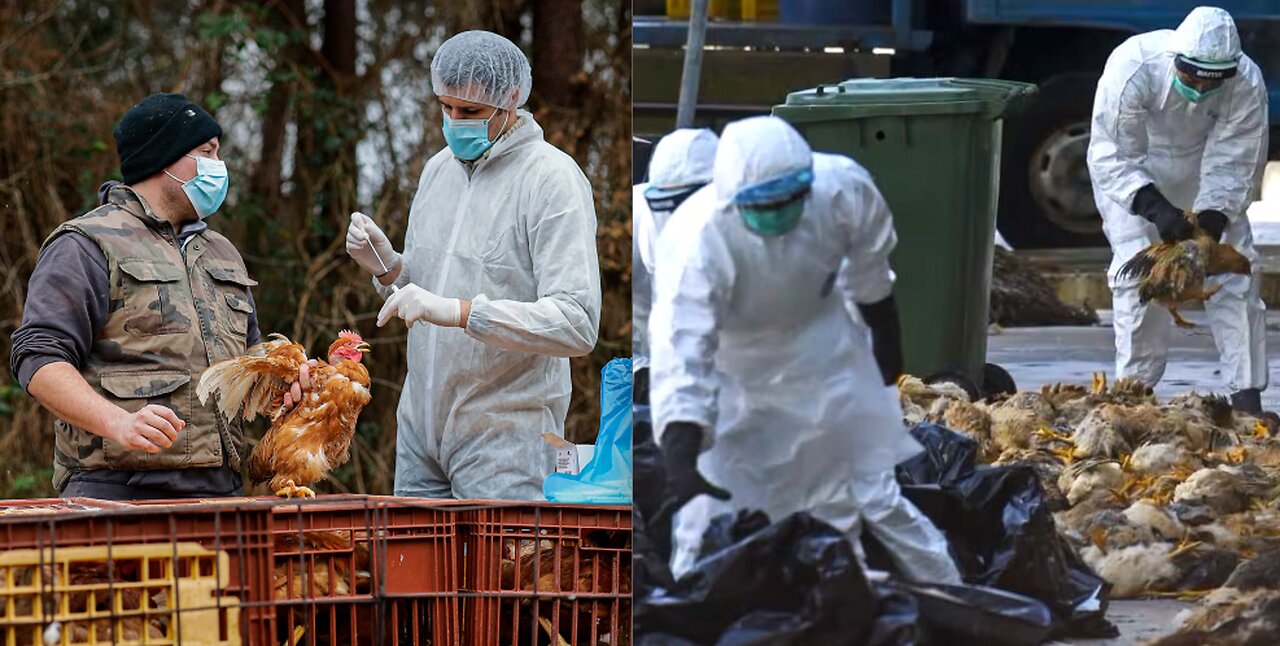 CDC WARNINGS OVER "SYMPTOMLESS" BIRD FLU*PREPARING FOR THE NEXT PANDEMIC?*