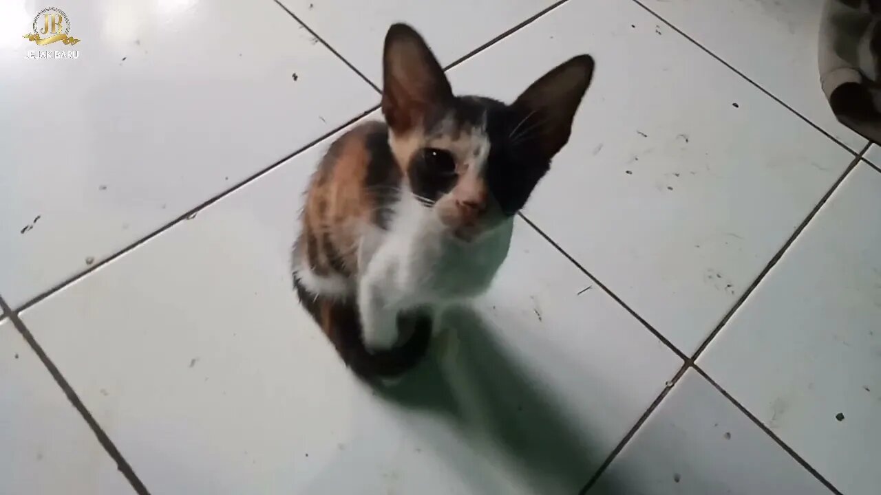 Anak Kucing Belang Tiga || funny cats