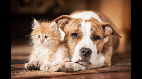 Helpful Pup Carries Foster Kittens Upstairs!!