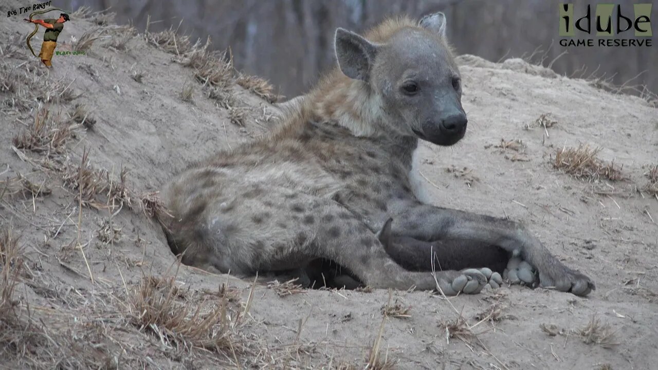 Watching Hyenas, Part 16