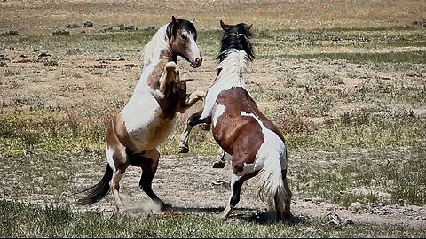 WHOA Wild Horses of America Ep 6 McCullough Peaks in Wyoming by Karen King