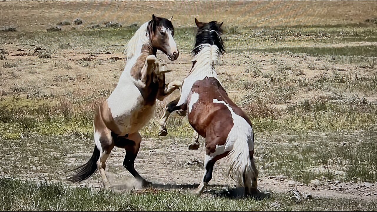 WHOA Wild Horses of America Ep 6 McCullough Peaks in Wyoming by Karen King