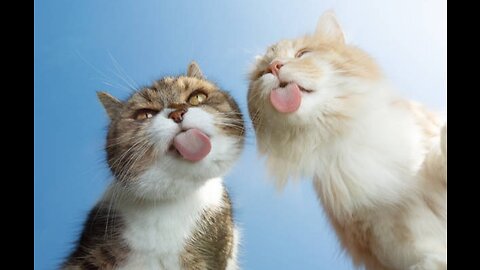Funniest Cat Videos Compilation