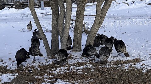 Wild turkeys everywhere!