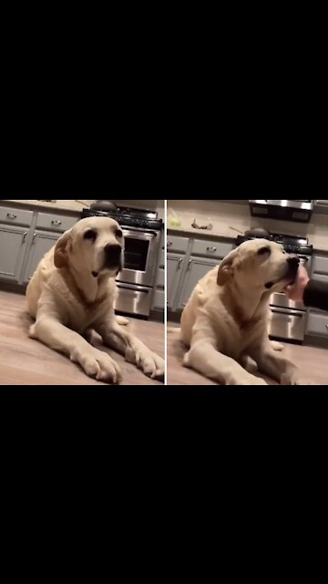 Doggy flops hard when lightly slapped in the face