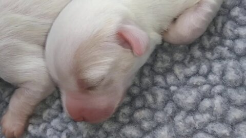 E & F Litter(1)