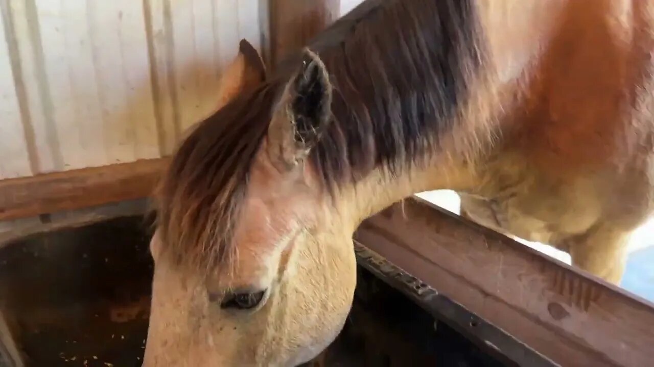 Tick Removal From Horse's Ear Again - Guiana Hens Came By To Visit - Ransom Got In Trouble