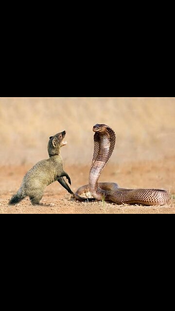 Snake and Weasel War attack. #funny #viralvideo #viral