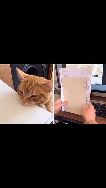 Who Needs A Hole Puncher When You Have This Kitty?