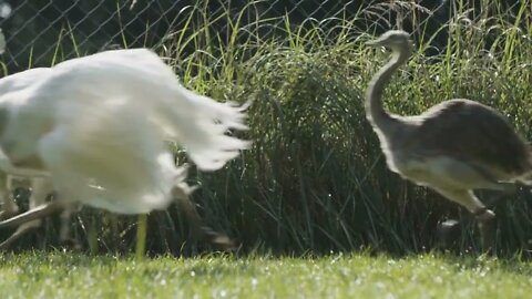 Greater Rhea Birds Running