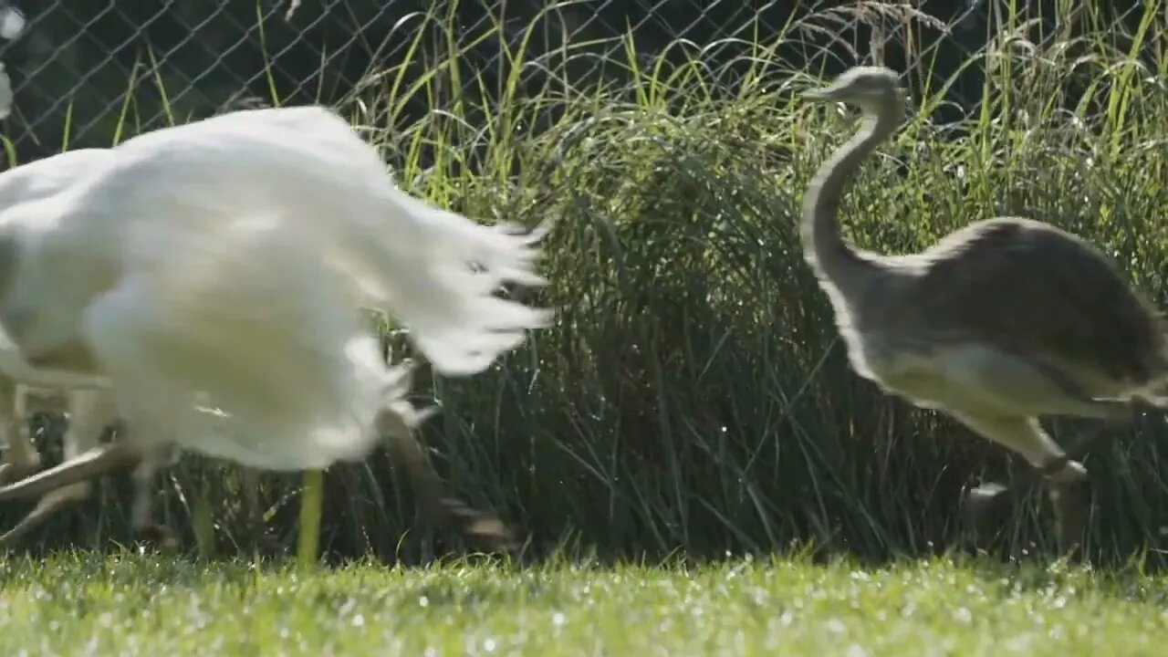 Greater Rhea Birds Running