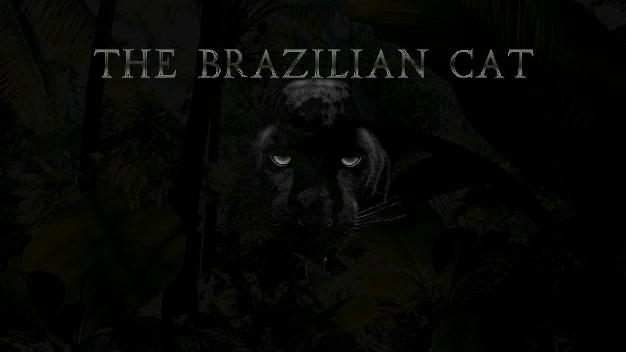 The Brazilian Cat: Tales of Mystery and Nighttime Adventures