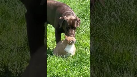 Dog & Cat
