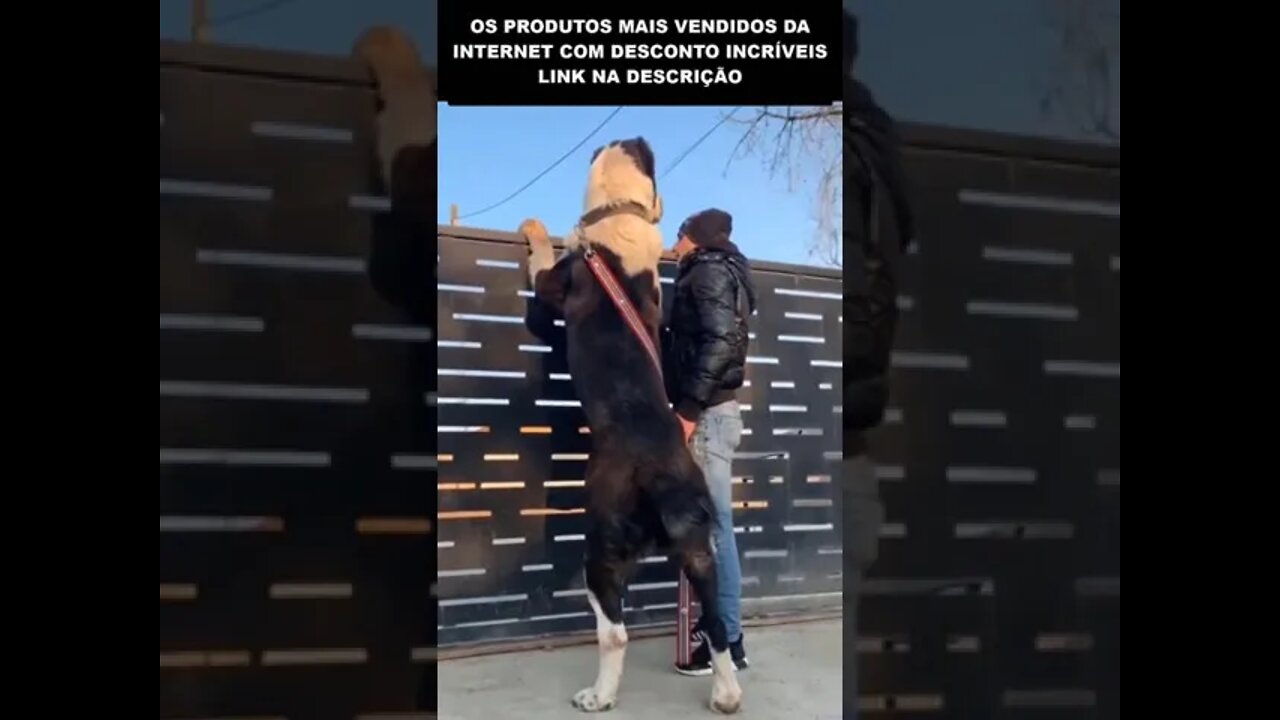 OLHA O TAMANHO DESSE CACHORRO