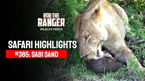 Safari Highlights #385: 21 - 24 December 2015 | Sabi Sand Nature Reserve | Latest Wildlife Sightings