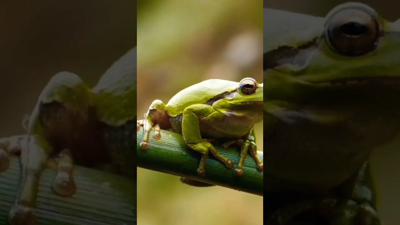 #animals#amazin#nature#frog #green#naturephotography#animallover