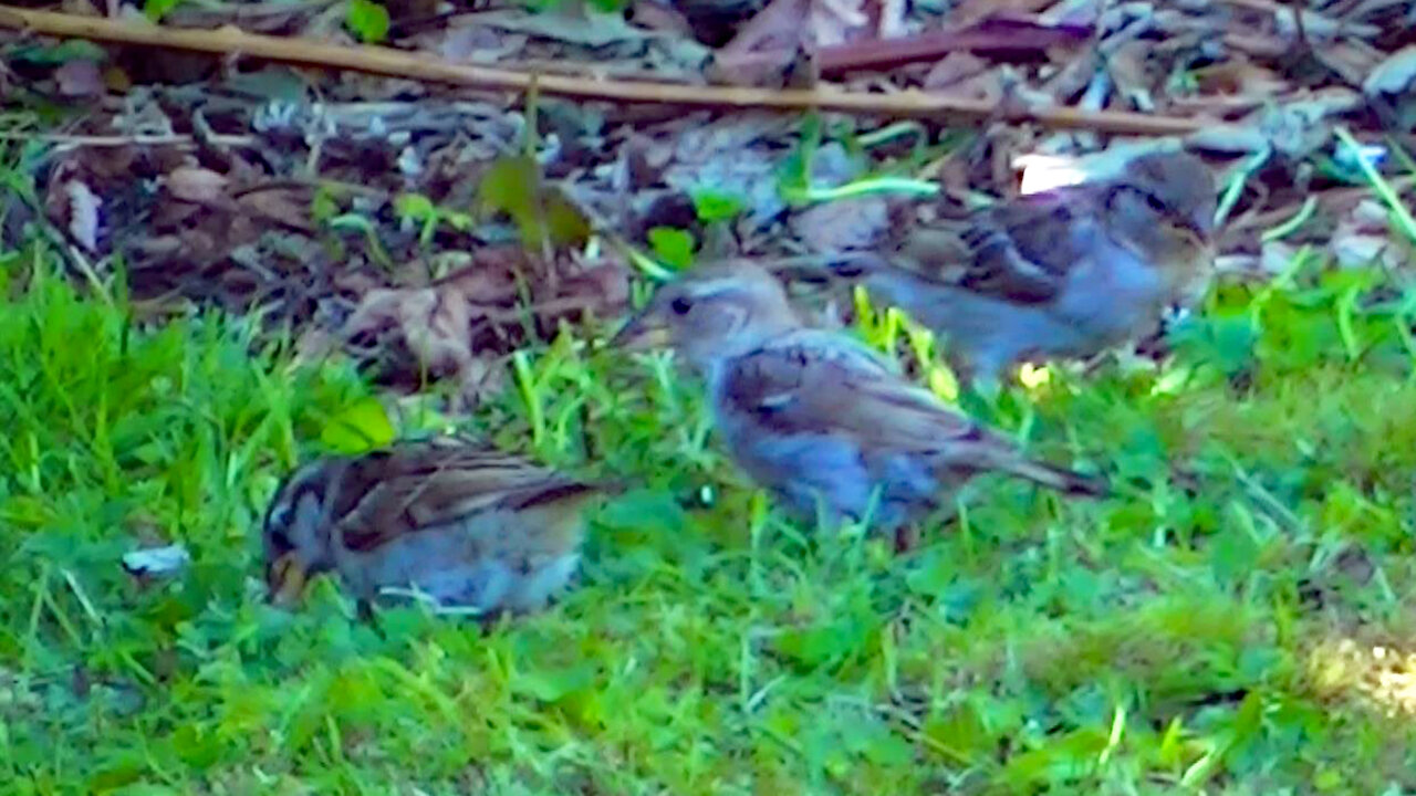 IECV NV #447 - 👀House Sparrows Eating Seeds Off The Ground And At The Orange Glass Feeder 🐤7-28-2017