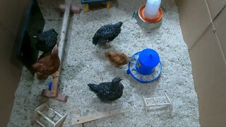 My Backyard Chickens - Episode 19