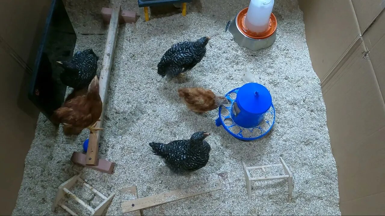 My Backyard Chickens - Episode 19