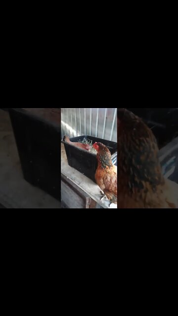 Good morning Forest and Chook chook