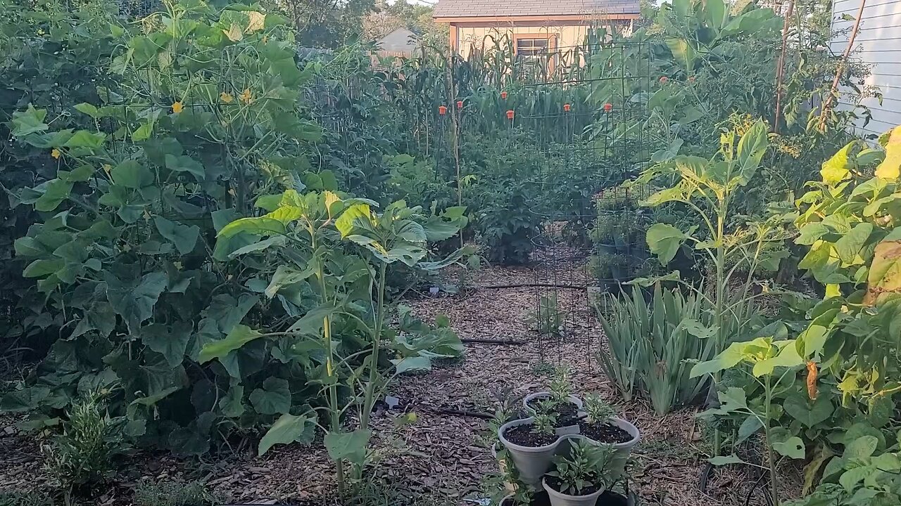 Garden Update For Mid July