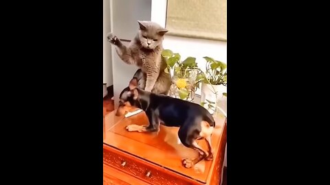 Funny Dogs And Cats